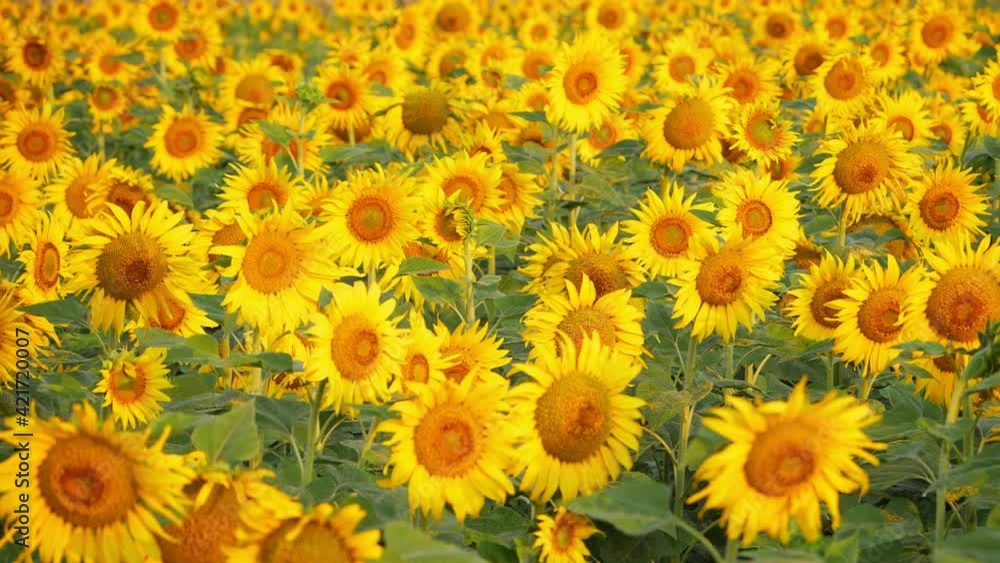 Video of sunflowers field during daytime Video of sunflowers field during daytime