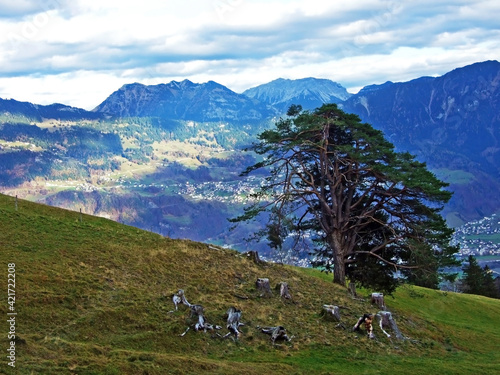 Mixed forests and thinned out trees on the slopes of the Sevelerberg and Werdenberg mountains, Sevelen - Canton of St. Gallen, Switzerland (Schweiz) photo