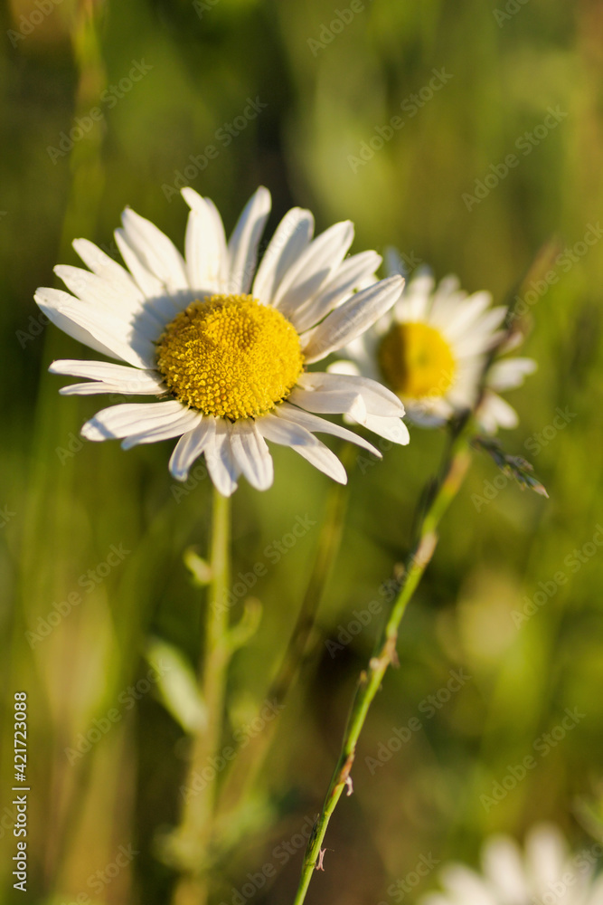 soft focus of white daisy in a spring field soft focus of white daisy in a spring field