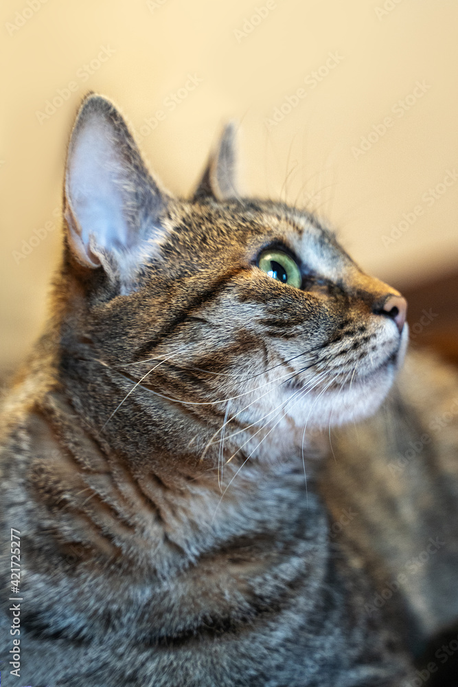 Close up profile portrait of tabby color cat with green eyes. Beige background, soft selective focus, copy space.