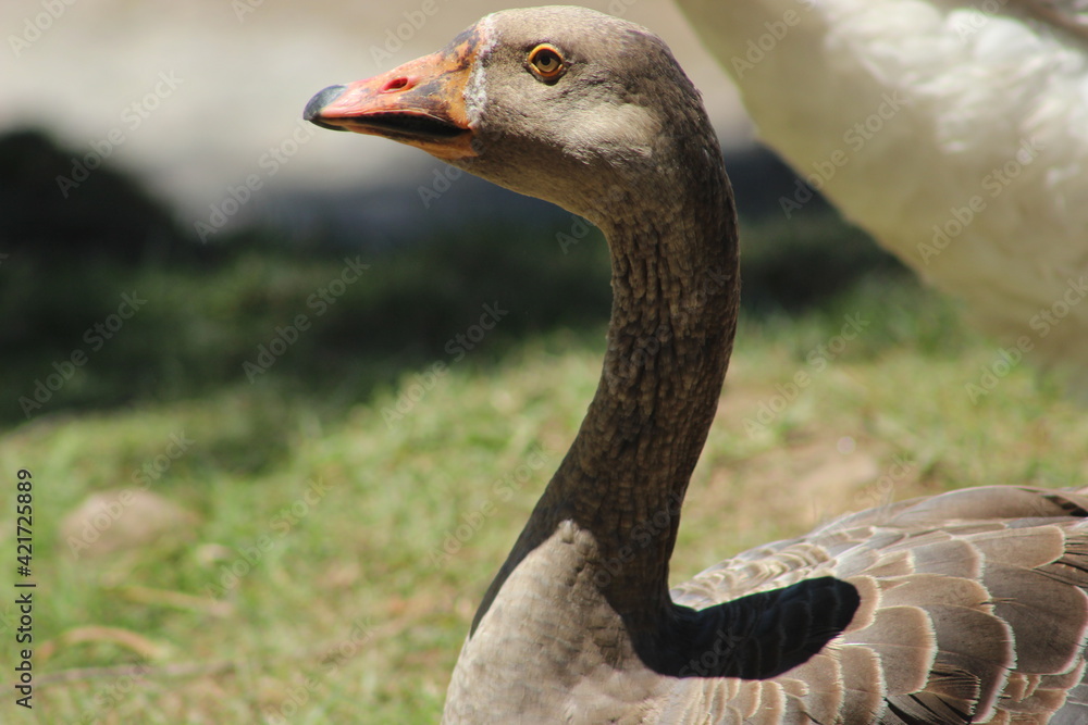 Fototapeta premium portrait of a goose