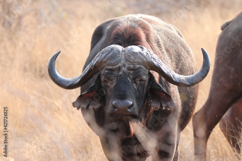 African buffalo in the Kruger National Park.