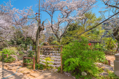 Φωτογραφία Cherry blossoms overlooking the Shinto o-mikuji fortune strip papers folded on a wooden omikujikake in front of the pond of the Atago shrine at spring