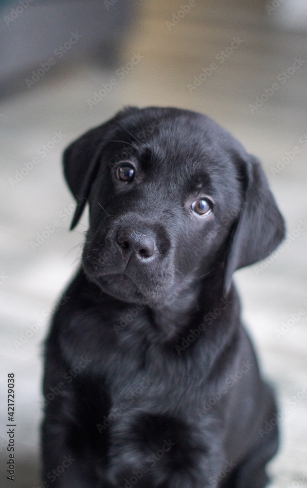 Labrador Puppy