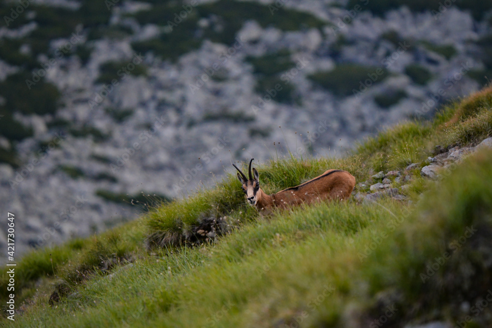 A black goat grazing on the mountain in the evening. Rupicapra wild animal in freedom A black goat grazing on the mountain in the evening. Rupicapra wild animal in freedom