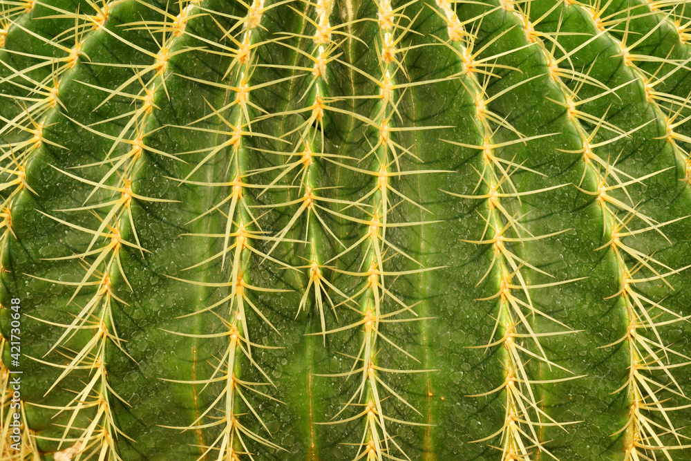 Side view Green Cactus Plant or Call Echinocactus grusonii with yellow thorn The genus Mammillaria is one of the largest in the cactus family. Nature Green Tropical Plant backdrop and beautiful detail Side view Green Cactus Plant or Call Echinocactus grusonii with yellow thorn The genus Mammillaria is one of the largest in the cactus family. Nature Green Tropical Plant backdrop and beautiful detail