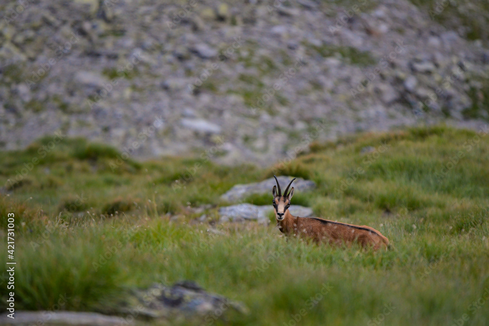 A black goat grazing on the mountain in the evening. Rupicapra wild animal in freedom A black goat grazing on the mountain in the evening. Rupicapra wild animal in freedom