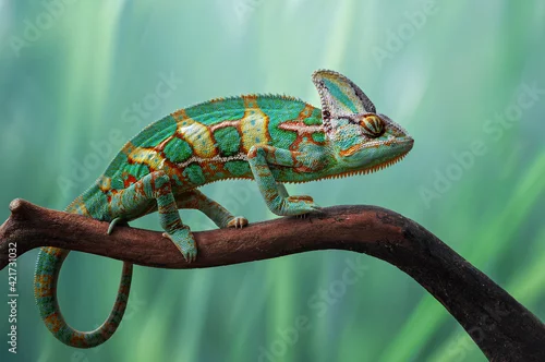 Obraz chameleon on the wood
