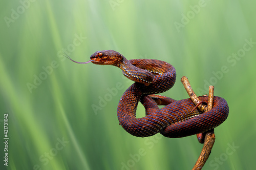 viper red snake on the wood