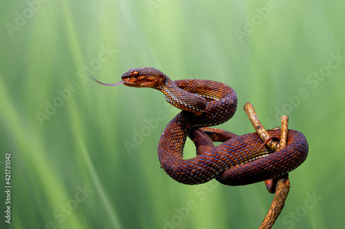viper red snake on the wood © EdyPamungkas
