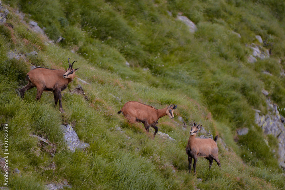A black goat grazing on the mountain in the evening. Rupicapra wild animal in freedom A black goat grazing on the mountain in the evening. Rupicapra wild animal in freedom