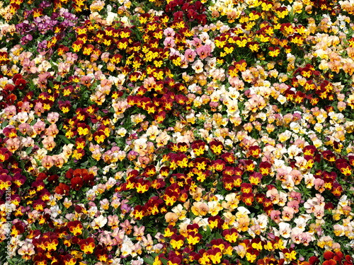 Tokyo,Japan-March 20,2021: Viola flowers in a garden in Japan
