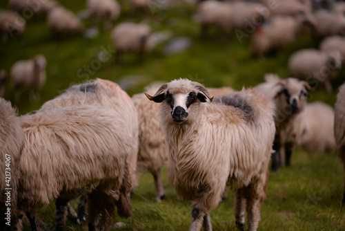 large flock of sheep walking on the rocky mountain at high altitude