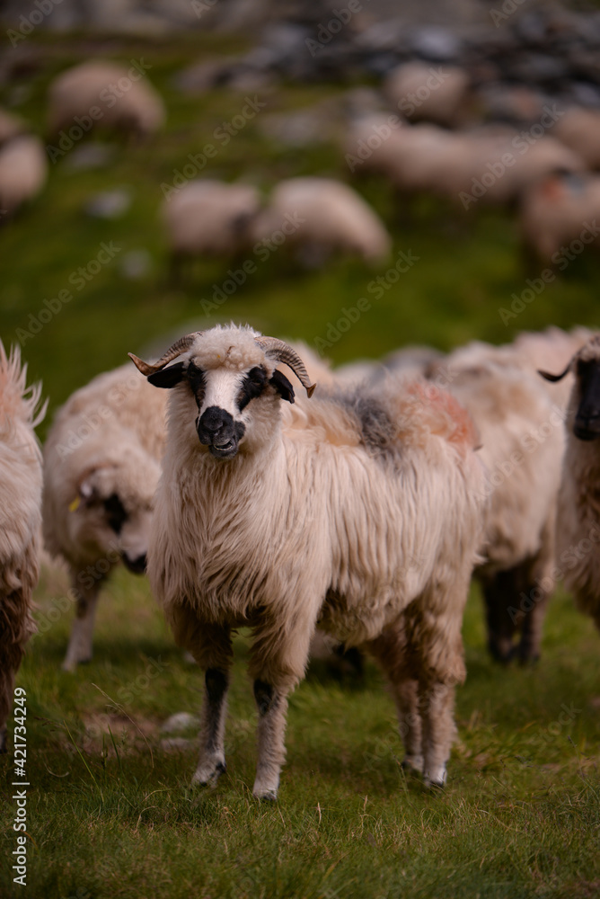 large flock of sheep walking on the rocky mountain at high altitude large flock of sheep walking on the rocky mountain at high altitude