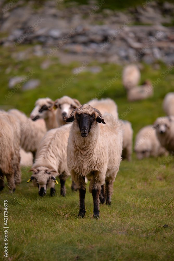 large flock of sheep walking on the rocky mountain at high altitude large flock of sheep walking on the rocky mountain at high altitude