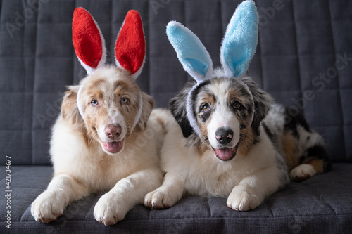 Two Small Australian merle shepherd puppy dog wearing bunny ears. easter