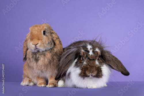 Two lop ear rabbits sitting together. Looking towards camera. Isolated on purple background.