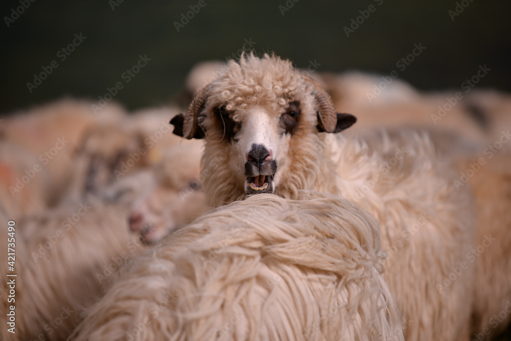 Naklejka premium large flock of sheep walking on the rocky mountain at high altitude