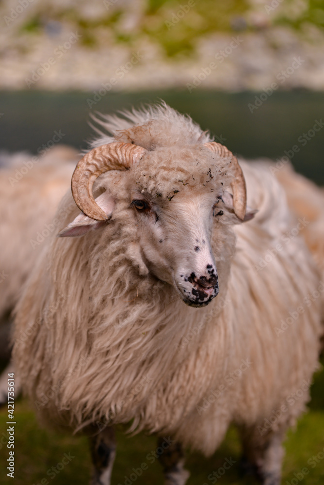 large flock of sheep walking on the rocky mountain at high altitude large flock of sheep walking on the rocky mountain at high altitude