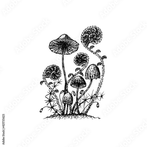 Mushroom in the forest. Hand drawn, isolated on whine.