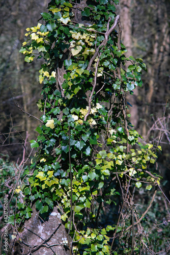 English ivy plant on the tree stem in spring