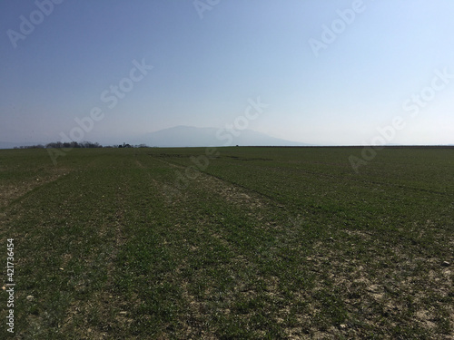 field of wheat
