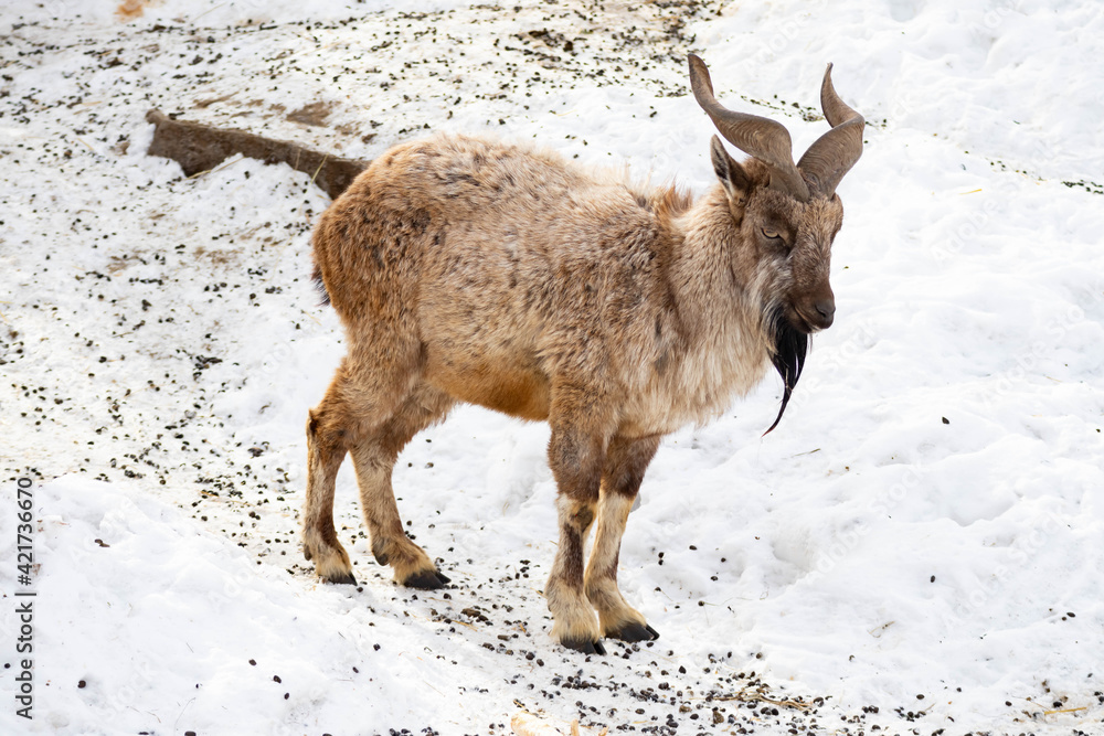 Mountain goat stands on a rock and looks into the distance on a rocky mountain background. big and long beautiful horns. Mountain goat stands on a rock and looks into the distance on a rocky mountain background. big and long beautiful horns.