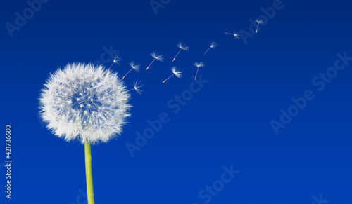 Fototapeta Naklejka Na Ścianę i Meble -  Dandelion on blue sky minimalist background.
Flat lay, modern, copy space, social media	