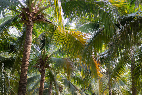 Fototapeta Naklejka Na Ścianę i Meble -  Summer field of coconut palm