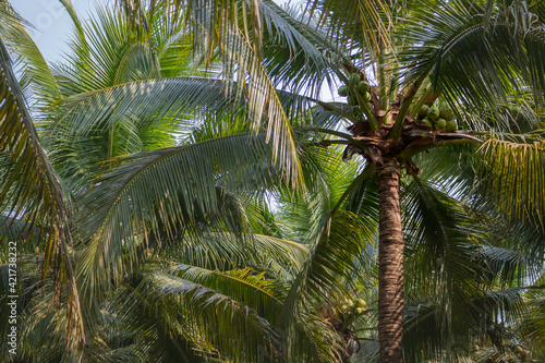 Summer field of coconut palm