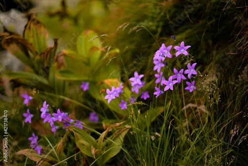 Fototapeta Naklejka Na Ścianę i Meble -  A group of Campanula patula plants at the mountain. Bellflowers herbs during flowering