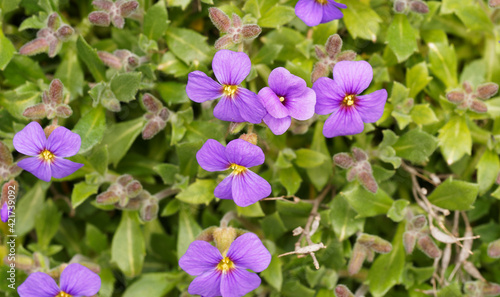 Close up on four deep pink petals of Lilacbush, purple or rainbow rock cress between small green leaves (Aubrieta deltoidea)