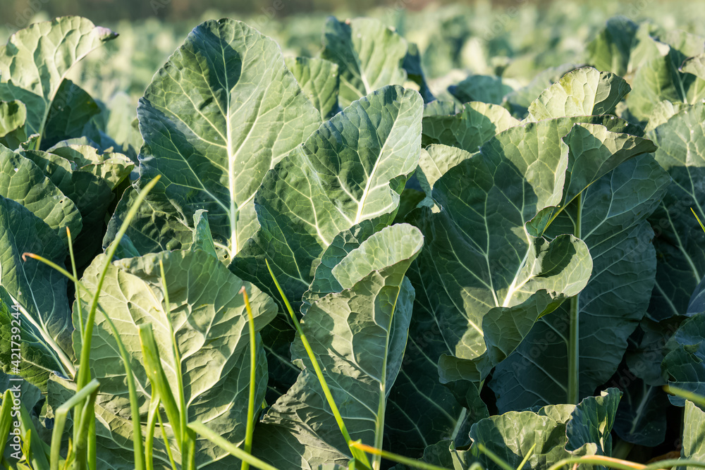 Fresh green Cabbage growing close together in the farm field at Dammam, Saudi Arabia. Fresh green Cabbage growing close together in the farm field at Dammam, Saudi Arabia.