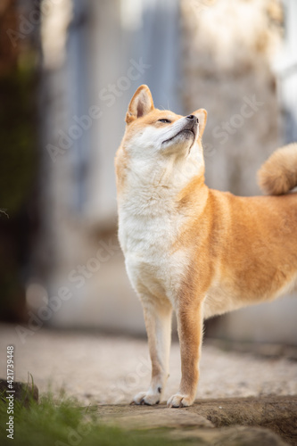 chien shiba inu renifle en l'air