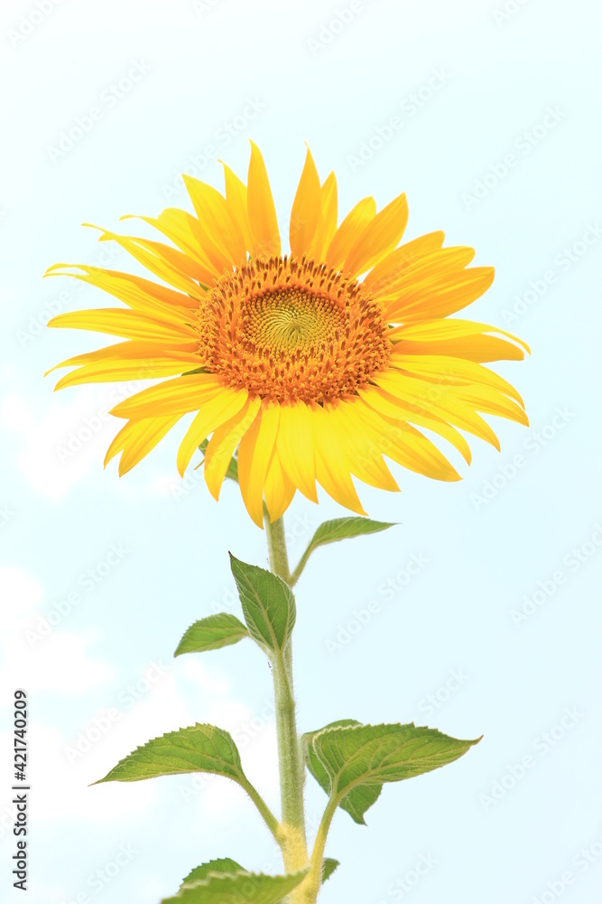 A single sunflower (disk flower, cut flower) against blue sky. A single sunflower (disk flower, cut flower) against blue sky.