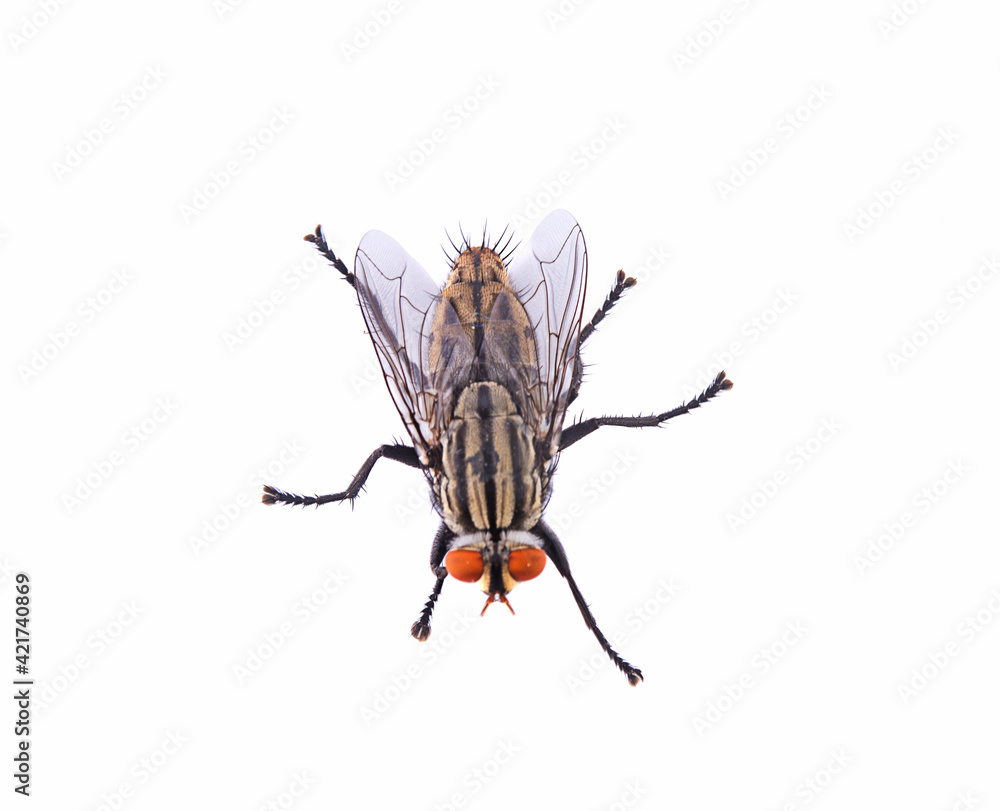 fly on a white background,isolated fly on a white background,isolated