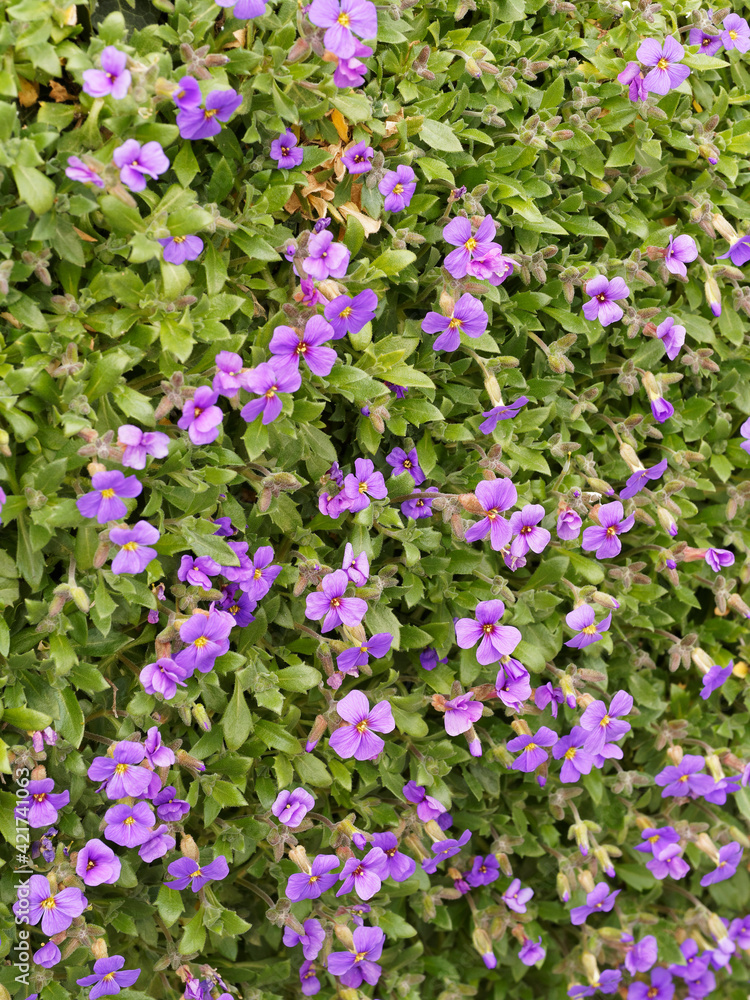 Lilacbush or purple or rainbow rock cress (Aubrieta deltoidea). Carpet of small flower with lavender to deep pink petals and green oval lobed green leaves Lilacbush or purple or rainbow rock cress (Aubrieta deltoidea). Carpet of small flower with lavender to deep pink petals and green oval lobed green leaves