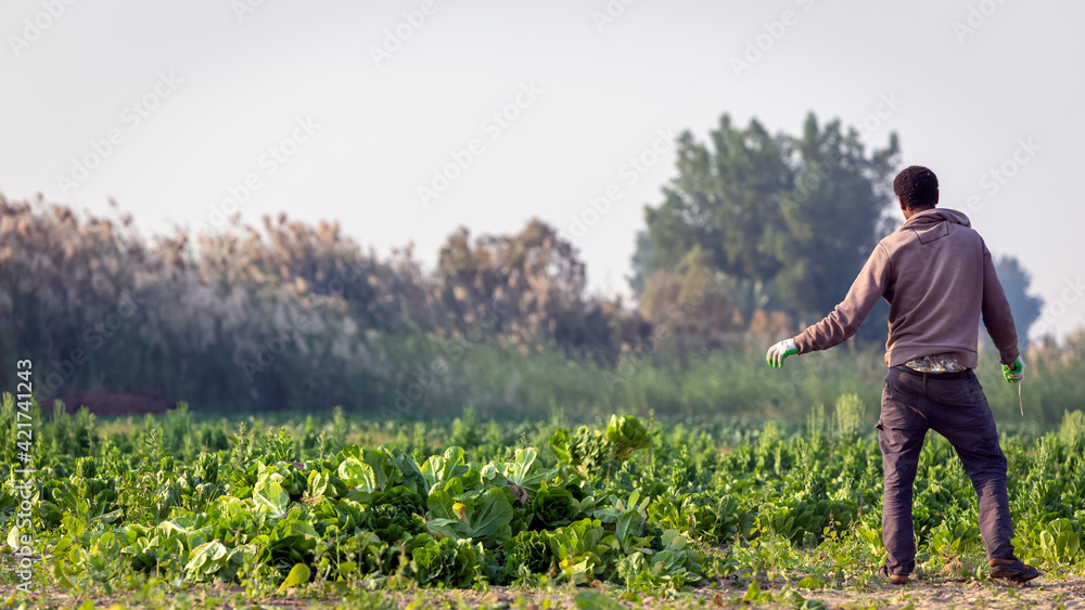 A Saudi Arabian former harvesting cabbage in his garden. Dammam, Saudi Arabia. 15-January-2021. A Saudi Arabian former harvesting cabbage in his garden. Dammam, Saudi Arabia. 15-January-2021.