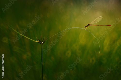 damselfly on the stalk