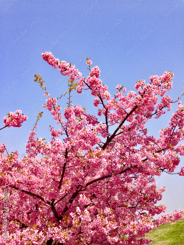 青空に映える八重桜 青空に映える八重桜