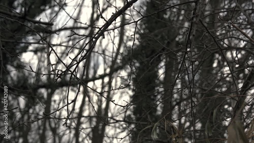 Wallpaper Mural Windy forest scene with ivy and branches moving in the wind Torontodigital.ca