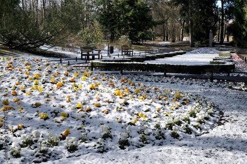 Flowerbed with yellow pansies covered with snow, Oliwa Park, Gdansk, Poland