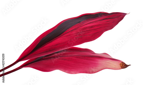 Ti plant or Cordyline fruticosa leaves, Colorful foliage, Exotic tropical leaf, isolated on white background with clipping path