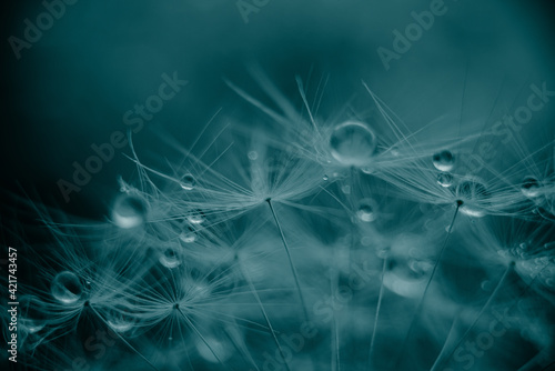Macro nature abstract background. Beautiful dew drops on dandelion seed macro. soft background. Water drops on parachutes dandelion. Copy space. soft selective focus on water droplets. circular shape © Serenkonata