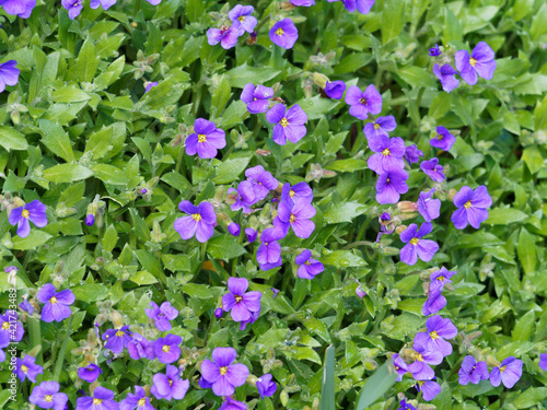 Aubrieta deltoidea or cultorum | Lilacbush, purple or rainbow rock cress. Inflorescence of small flowers with four lavender to deep pink petals