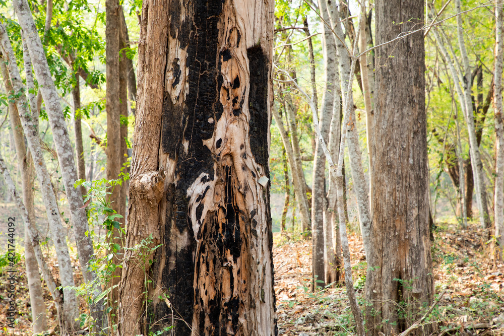 Obraz premium A dry tree in the forest