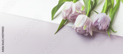 Wide floral banner with tulip buds and leaves on a cold blue table background. Greeting card with place for valentine's day, birthday, mother's day, wedding and spring holidays text