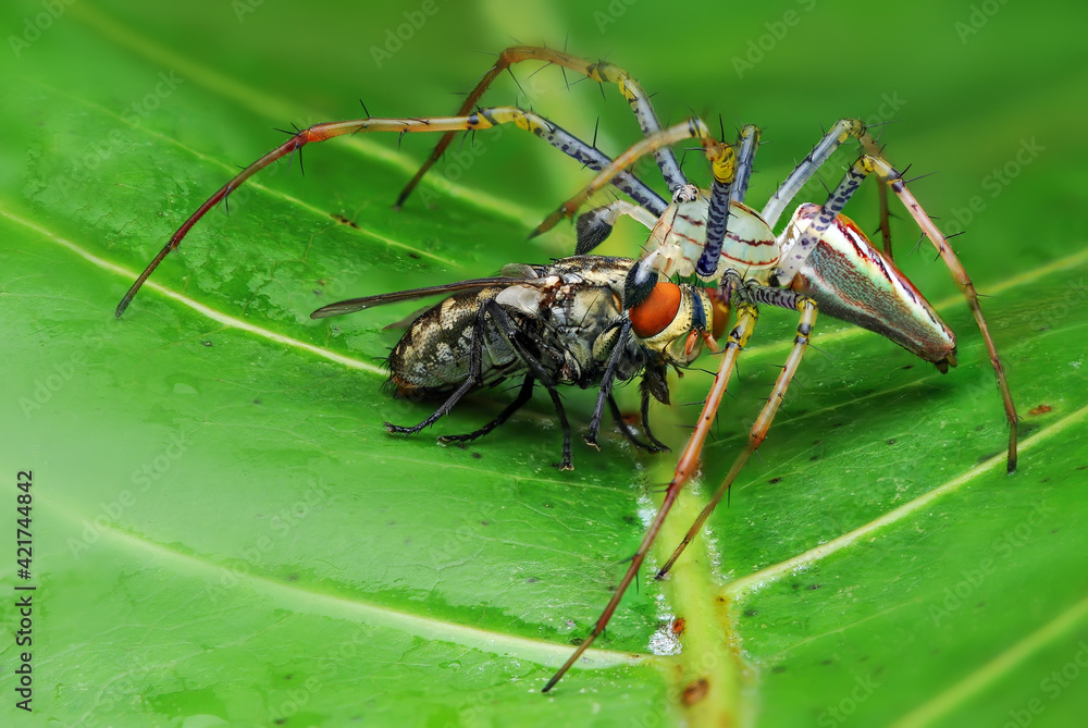 Fototapeta premium Spider eating flies