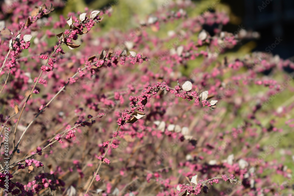 Fototapeta premium Coralberry