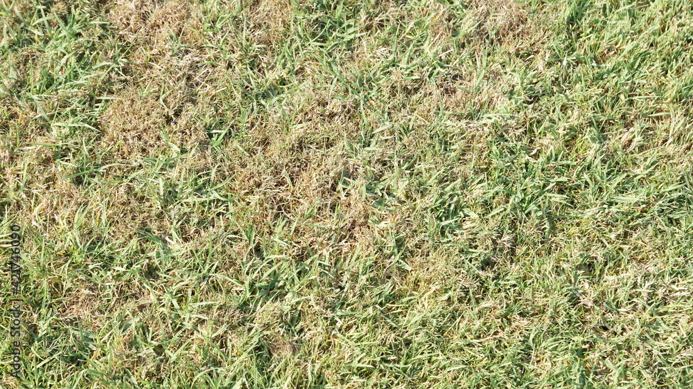 grass grass